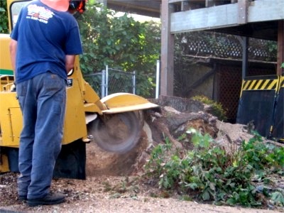 tree removing
